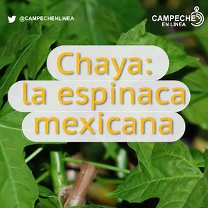 48K views · 328 reactions | #VideoMinuto: LA CHAYA UN SUPER ALIMENTO MAYA | Campeche en Línea | Facebook