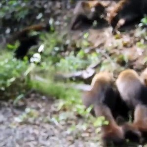 Snake Vs White Nosed Coati