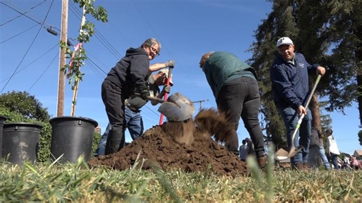 Lodi volunteers plant trees at Legion Park after controversial removals