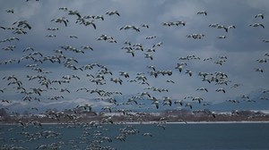 11K views · 314 reactions | Every year thousands of snow geese make their annual migration from northern Canada to Mexico. In February, the geese stop over at Gunnison Bend Reservoir near Delta, Utah while heading back north to their summer habitat. Join us for a wildlife-watching event in conjunction with Delta's Snow Goose Festival on February 21-22! For more information visit https://bit.ly/2uGSKly. | Utah Division of Wildlife Resources | Facebook