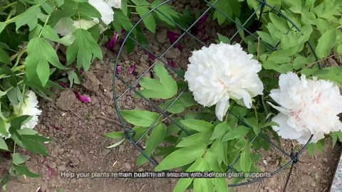 Amazon.com: Sekcen 6 Pack 16 x 24 Inch Peony Support Cage Grow Through Plant Supports for Outdoor Plants Peony Ring Hoop Grow Through Grid Stakes : Everything Else