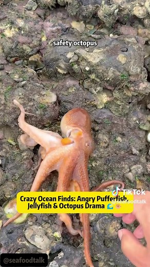 Crazy Ocean Finds: Pufferfish, Octopus & More Beach Drama!