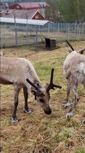 Reindeer Grazing 🇳🇴