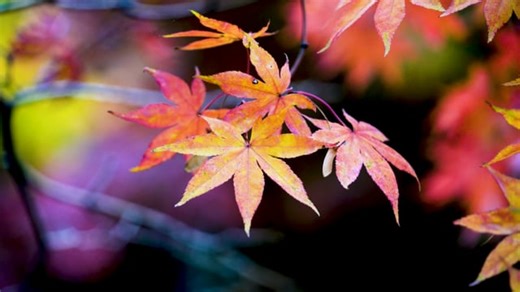 Autumn, Autumn Leaves, Autumn Scenery. Free Stock Video