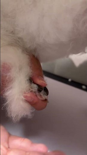 How to Trim Your Dog's Nails: A Beginner's Guide to Knowing Where to Cut #DogNailTrimming #DogGro...