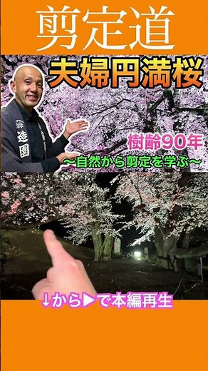 夫婦円満桜 樹齢９０年 桃源郷に桜開花の知らせ ライトアップ #剪定方法 #庭 #庭作業 #桜 #開花 #ライトアップ #山梨県 #笛吹市 #八代ふるさと公園