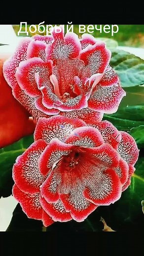 Close-Up Flower Showcase: Colors and Patterns