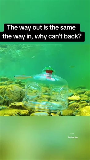 Fish Hunter នៅលើ TikTok