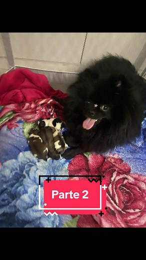 Filhotes de Cachorro: Conheça Nossos Novos Membros!