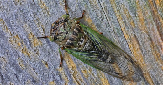 What to expect from the 2024 cicada invasion