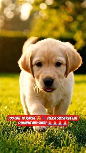 Labrador Puppy 🐶 | Super Cute, Playful & Loving Moments #shorts #ashishsaxena❣️