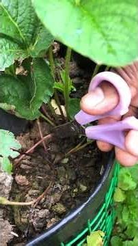 Turn One Strawberry Plant Into Many!#strowberry #plants #babyplants