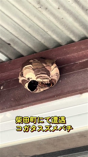 【スズメバチ】7月22日いよいよ働きバチが羽化したよ。あと10日もすれば、一回り大きな危険な巣になるから注意🐝⚠️