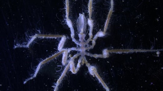 Scientists want a ban on deep-sea mining. Trump wants to fast-track it