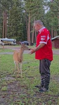 Rob hand feeding a deer at the campsite in Lincoln, MT. I'd say the deer here are used to humans ...