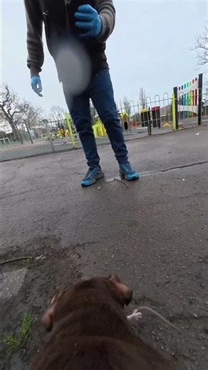 GoPro footage you have all asked for is finally hear of Rollo rat catching 👏