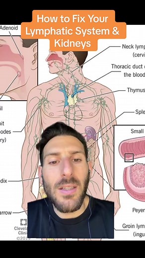 Lymphatic System: The Body's Unsung Hero