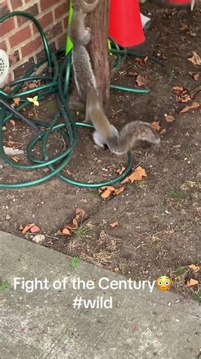 Even animals @ War 🙏 Fox started it?😜 squirrels #fight🤔