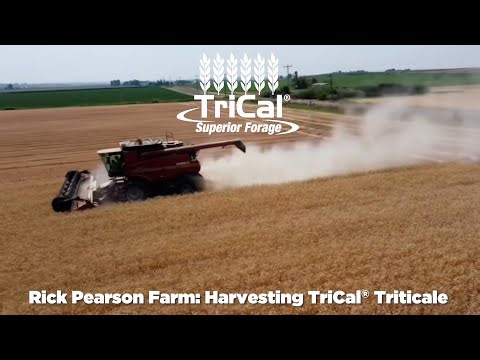Rick Pearson Farm, Idaho Harvesting TriCal® Triticale