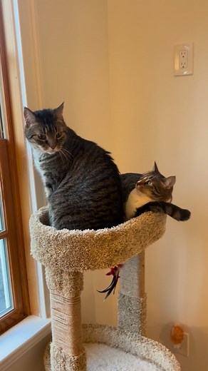 Joy Joy be like excuse me, I’m sitting here. Jespa was used to being an “only child.” 😆♥️ | Nicole Alexander