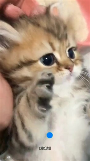 Adorable Angry Kitten Compilation
