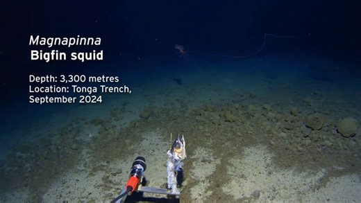 Bigfin squid: Magnapinna, spotted in Tonga Trench