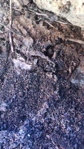 Ну и formica fusca вышли