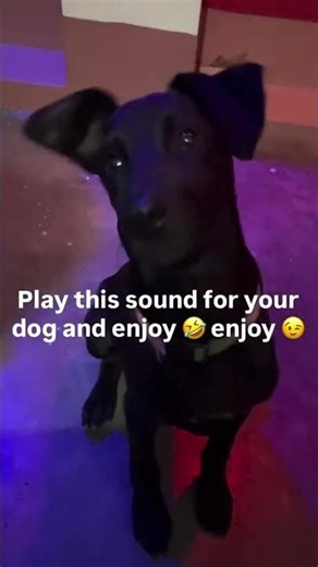 Play this sound for your dog 😂enjoy #sound #dog #dogshorts #soundeffects #soundtrap #soundset