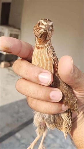 birds sound/gray quail voice/quail sound/quail voice