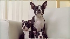 As humankind's oldest companion, dogs have been by our side for thousands of years. See how deeply our histories connect and learn how these lovable canines evolved from formidable carnivores to loyal protectors and members of the family. Share this video with your learners: http://on.natgeo.org/6187m6n0f #InternationalDogDay | National Geographic Education