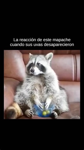 @innovapulso on Instagram: "Los mapaches no piden mucho: un rincón seguro para descansar, un poco de comida y un sitio donde simplemente estar. Aun así a menudo se les tacha de plagas en calles y jardines. Los etiquetamos sin preguntarnos por qué están aquí. En realidad es simple: sobreviven. Sus bosques se convirtieron en aparcamientos, sus árboles en edificios. Se adaptaron. Los mapaches son listos y tenaces; se las arreglan con tapas, cierres y obstáculos que la mayoría de animales ni intenta