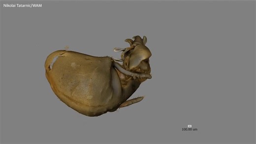 Gorareduvius gajarrangarnang scanned in 3D