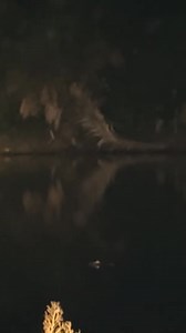 Netting Fish in GATORS Territory! #Gators #Everglades #InvasiveFish #FloridaFishing #CastNet #FishingAdventure #NatureThrills #WildlifeEncounters #BrackishWater #CatchAndRelease | Rob’s Aquatics