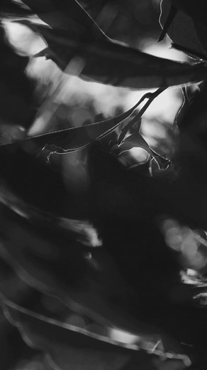 66K views · 2.5K reactions | Dreams are more than just fleeting wishes, they are plans that carry hope for a future filled with possibilities. A life-changing $1,000,000 can be yours this December with Dream. Download the app, participate today, and let your win be the first chapter of a better, brighter future! #Dream #App #DreamsComingTrue #ChangeYourLife #TheMonthlyDraw #TheOneMillionDraw #TheMillionHasBecomeTwo #TheMillionIsHere #BuildYourFutureWithDream | MBC Dream | Facebook