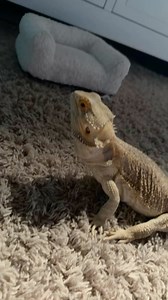 4.7K views · 19 reactions | Is it or me did Rocky sound excited about...