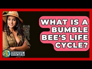 What Is A Bumble Bee's Life Cycle? - Ecosystem Essentials