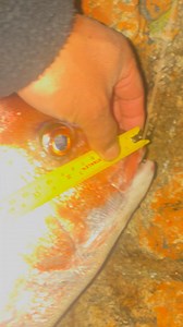 24K views · 169 reactions | Massive Snapper #highlights #fishing | Pinoy Australia | Facebook