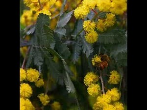 COOTAMUNDRA WATTLE Lyrics by John Williamson