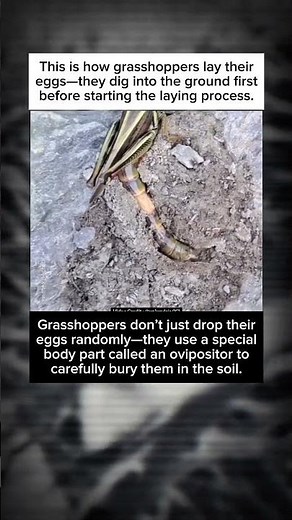 Tiny Underground Secrets: How Grasshoppers Carefully Lay Their Eggs
