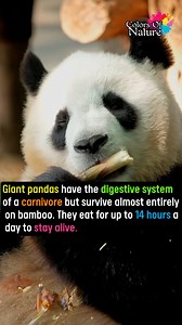 Giant pandas | Colors Of Nature