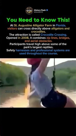 Walking Above Giant Crocodiles in Florida 🐊😱 #shotrs #historyflash