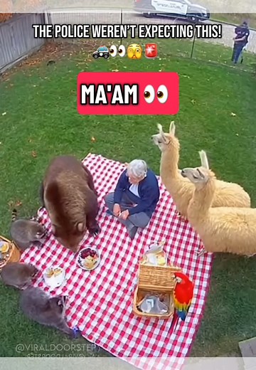 128K views · 3.2K reactions | Why won’t the Police leave grandma & her friends alone?!  It’s picnic time! 狀索殺 #grandma #police #cops #funny #animals #trending | Viraldoorstep | Facebook