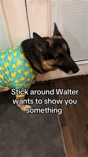 Orthopedic Dog Bed Review for Bigger Dogs