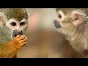 A.カラス: 映画｢第3の男｣より：ハリー・ライムのテーマ［ナクソス・クラシック・キュレーション #コミカル］