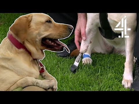 Bionic Leg Completely Transforms a Dog's Life! | The Supervet