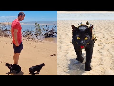 Cat Parents Shocked At Cats Reaction To The Beach! 🏖️