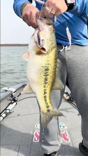 How to catch a giant bass using Garmin Livescope