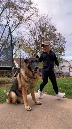 Dancing German Shepherd: A Showcase of Talent