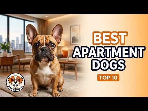 10 Best Apartment Dogs That Don't Bark (2026)