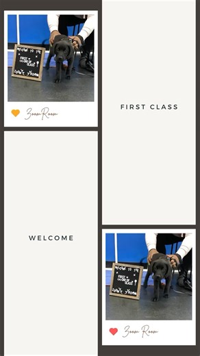 Welcome to Zoom Room! We are so excited to work with all of you amazing pups! | Zoom Room Dog Training | Facebook